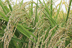 製粉・切り餅・田舎もち 植木食品工業株式会社
